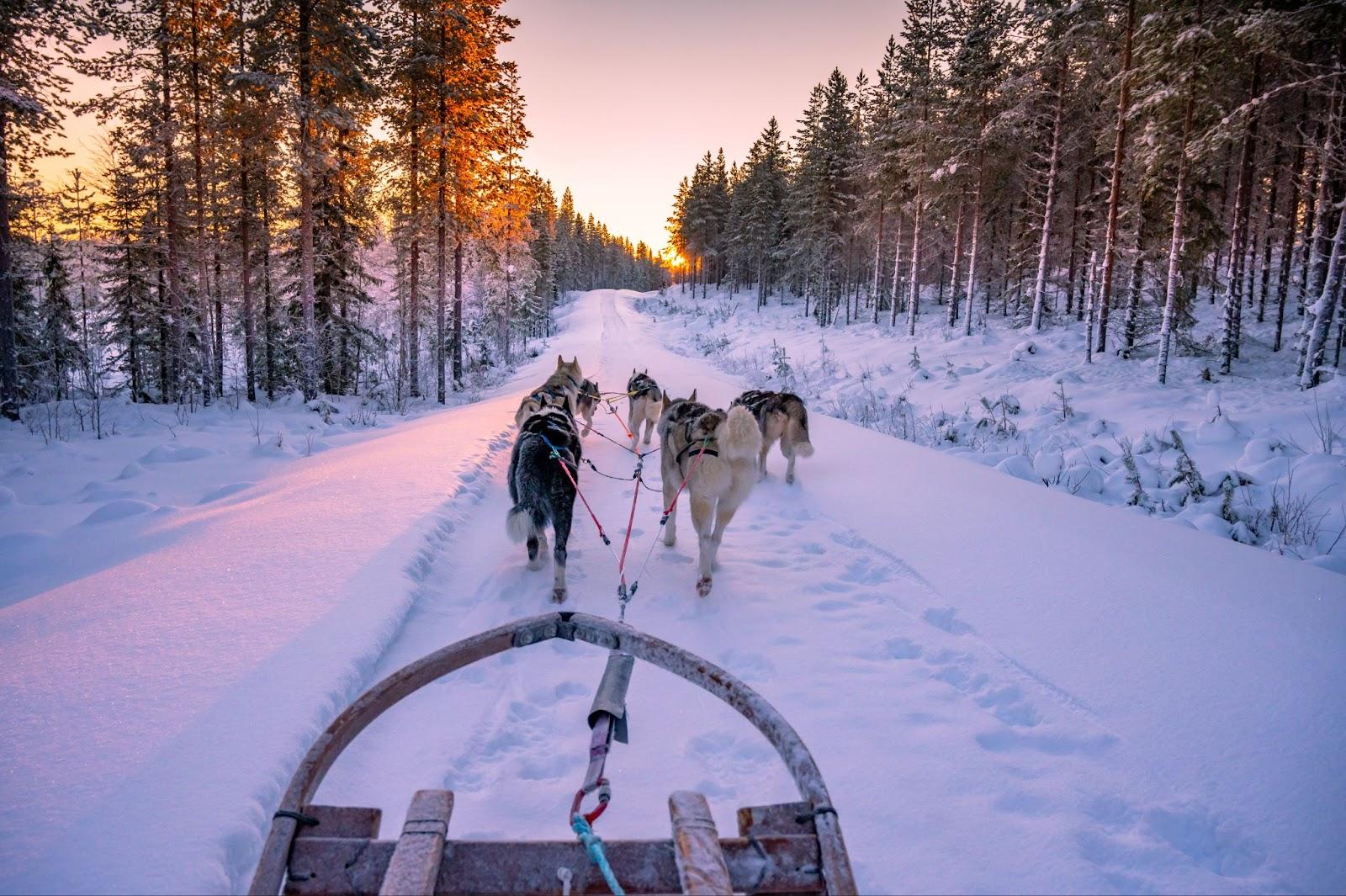 husky pulling the sled during a beautiful sunrise Finland