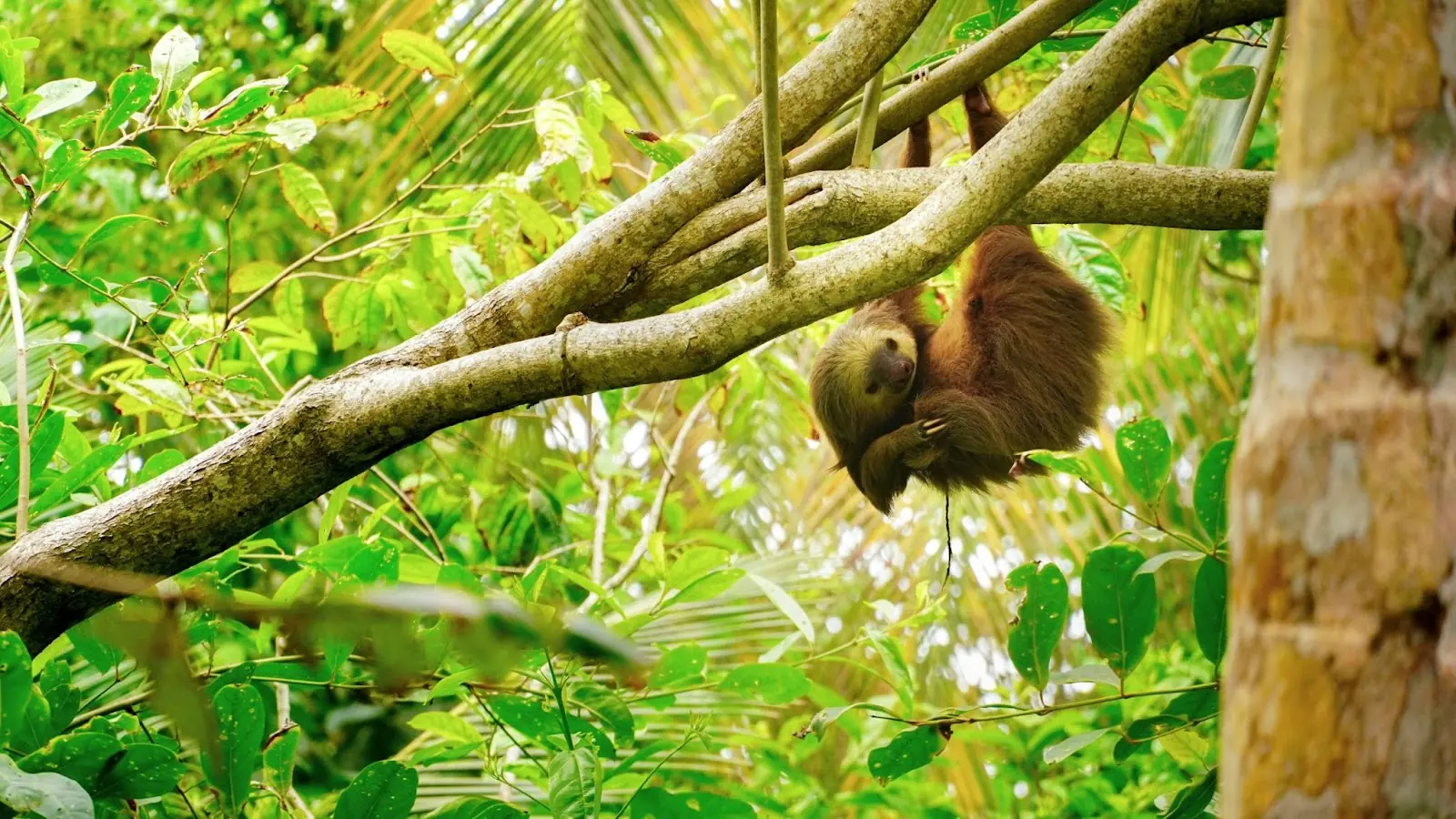 Sloths in Rescue Centre in Costa Rica San Jose