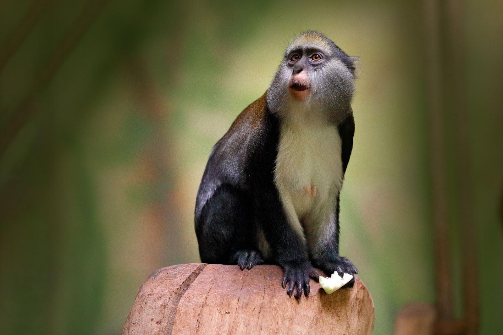 Campbell's mona monkey or Campbell's guenon monkey, Gambia