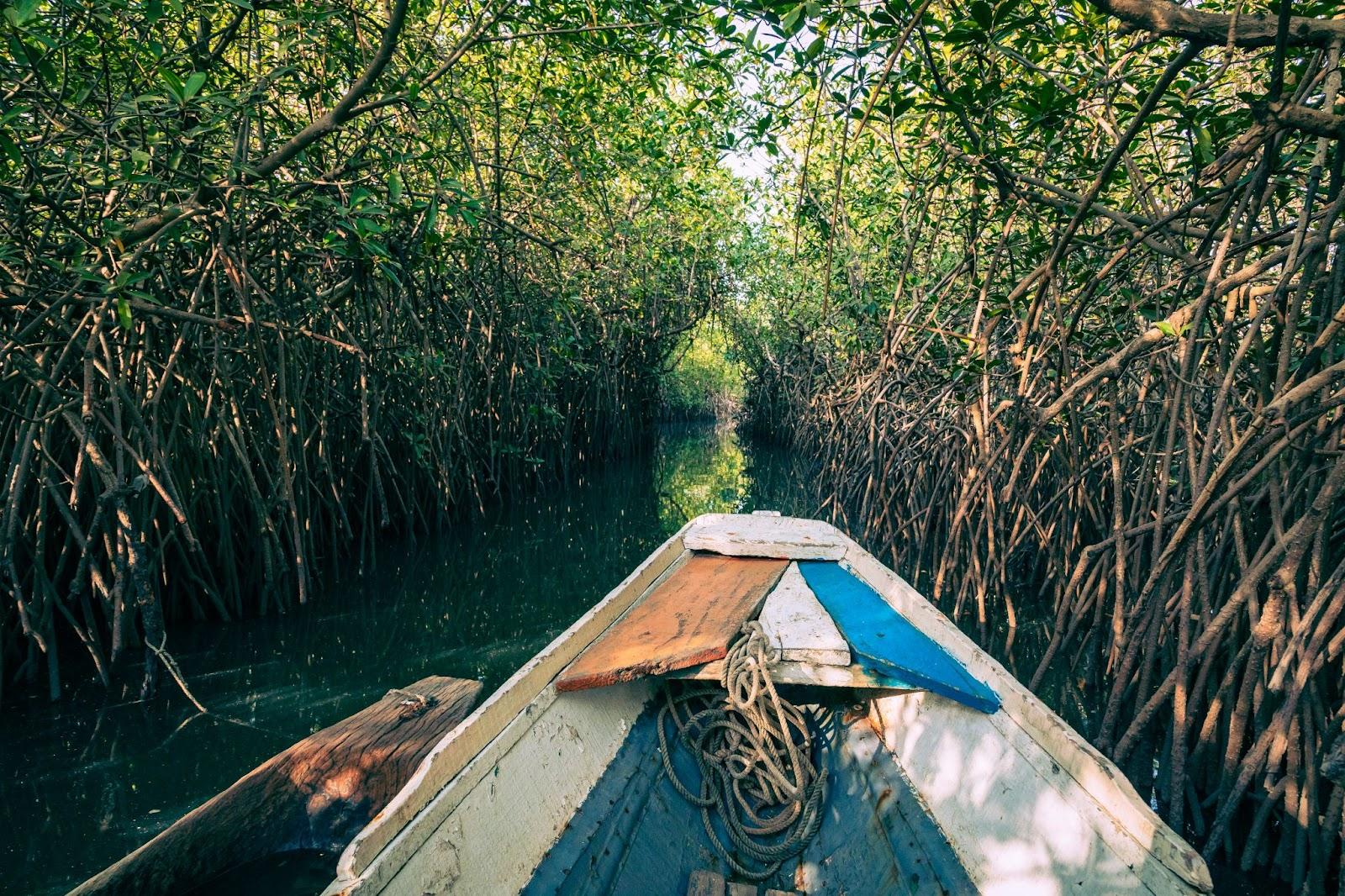 Kayaking in green mangrove forest in Gambia. 