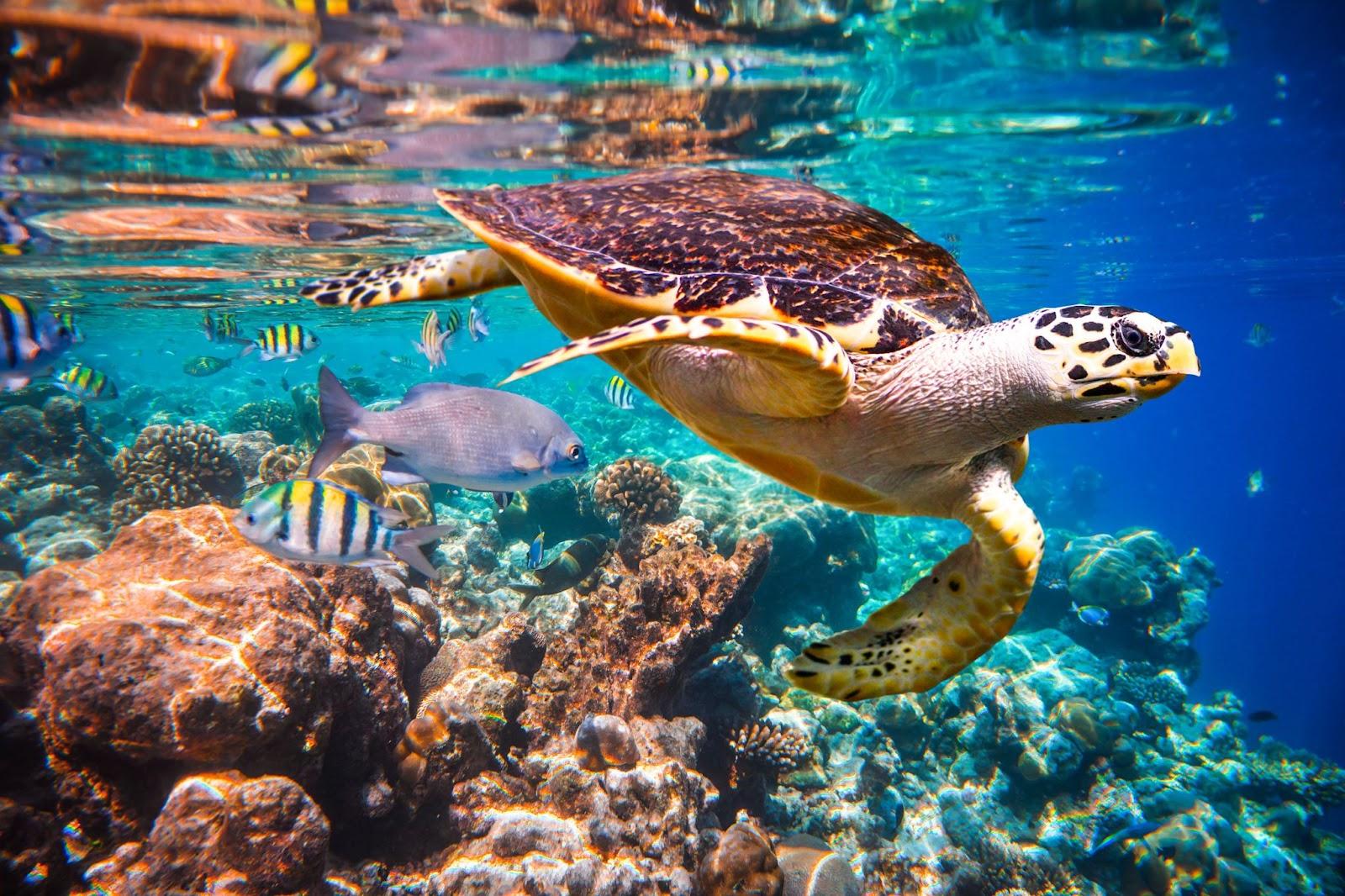 Hawksbill Turtle - Eretmochelys imbricata floats under water. Maldives Indian Ocean coral reef.