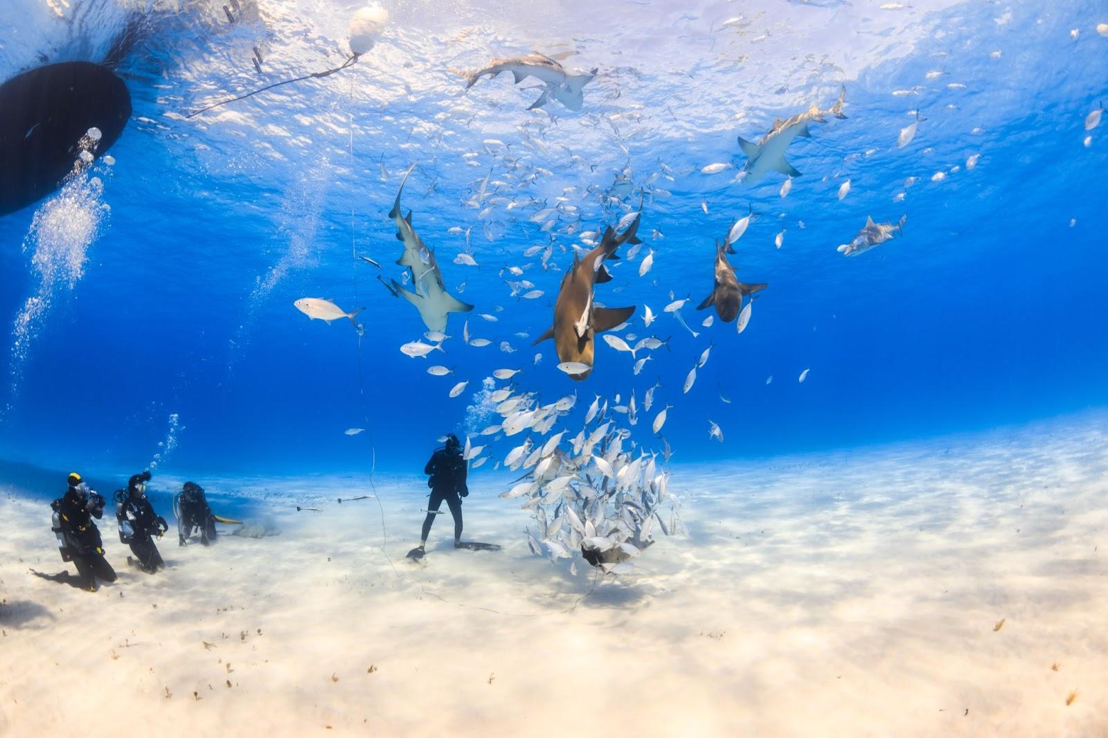 Diver surrounded by Lemon shark and caribbean reef shark on shallow clear water at Tiger beach, Bahamas