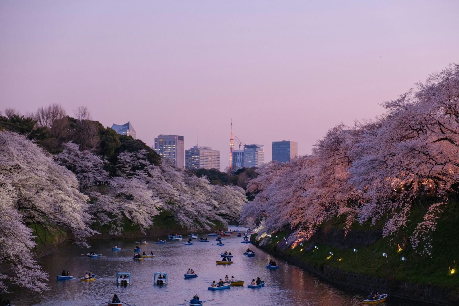 people in boats along river, surrounded by cherry blossom trees at sunset.

