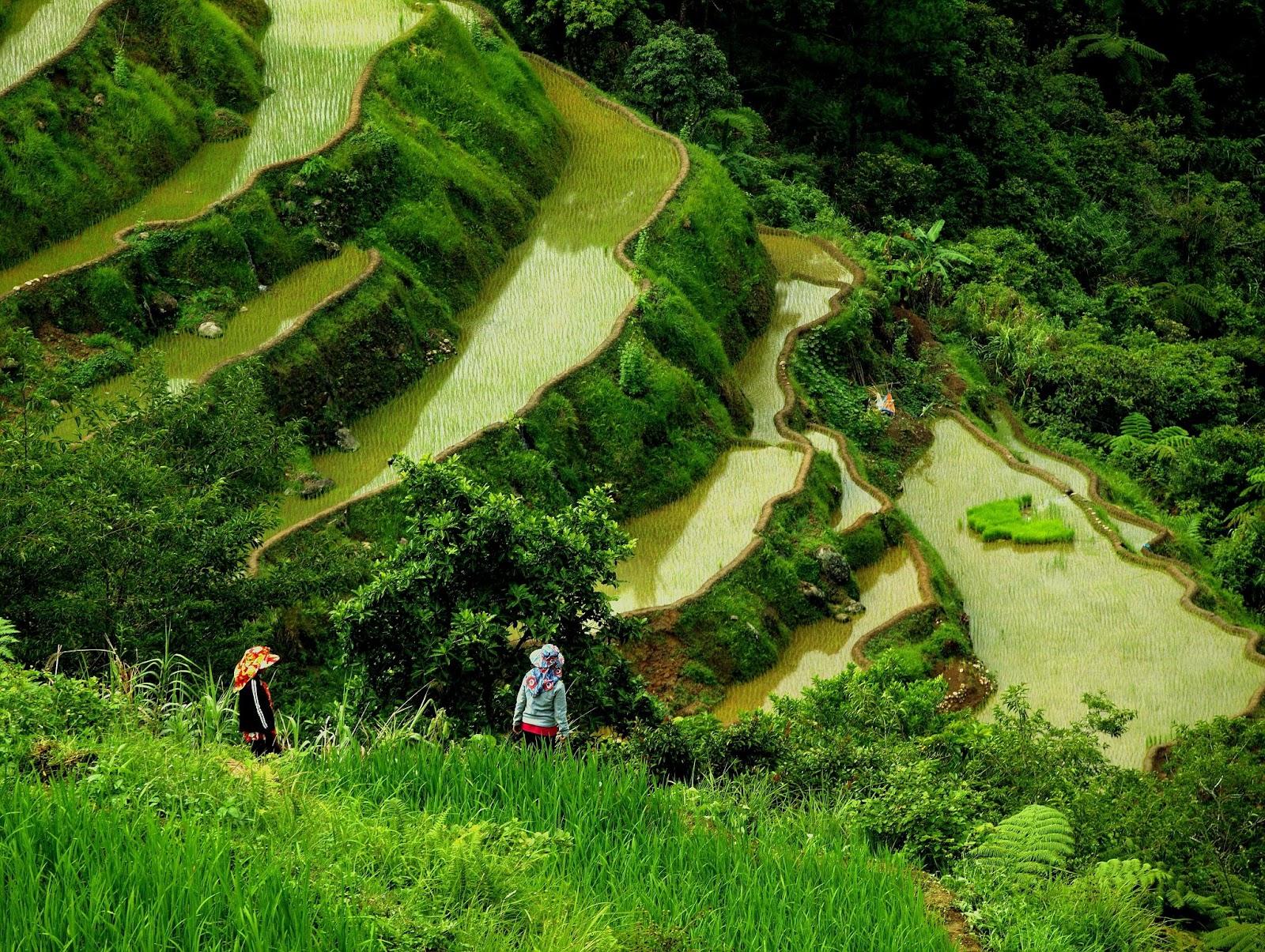 Rice fields Terraces, Philippines