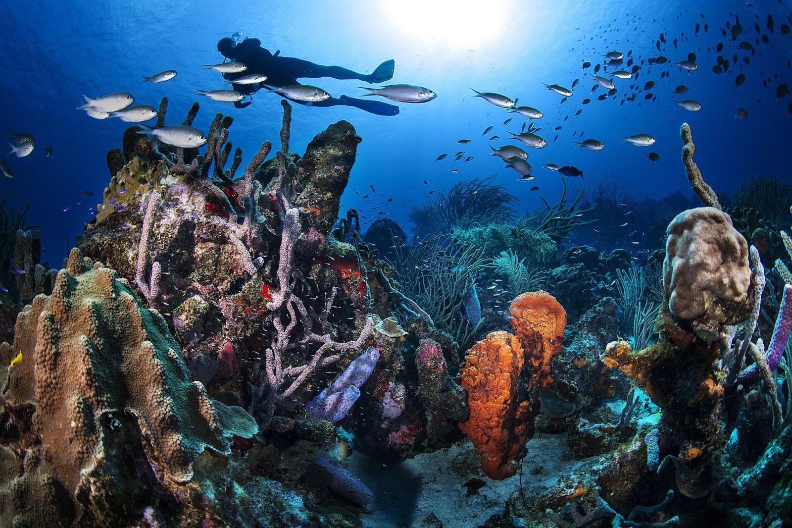 Curacao Underwater Landscape