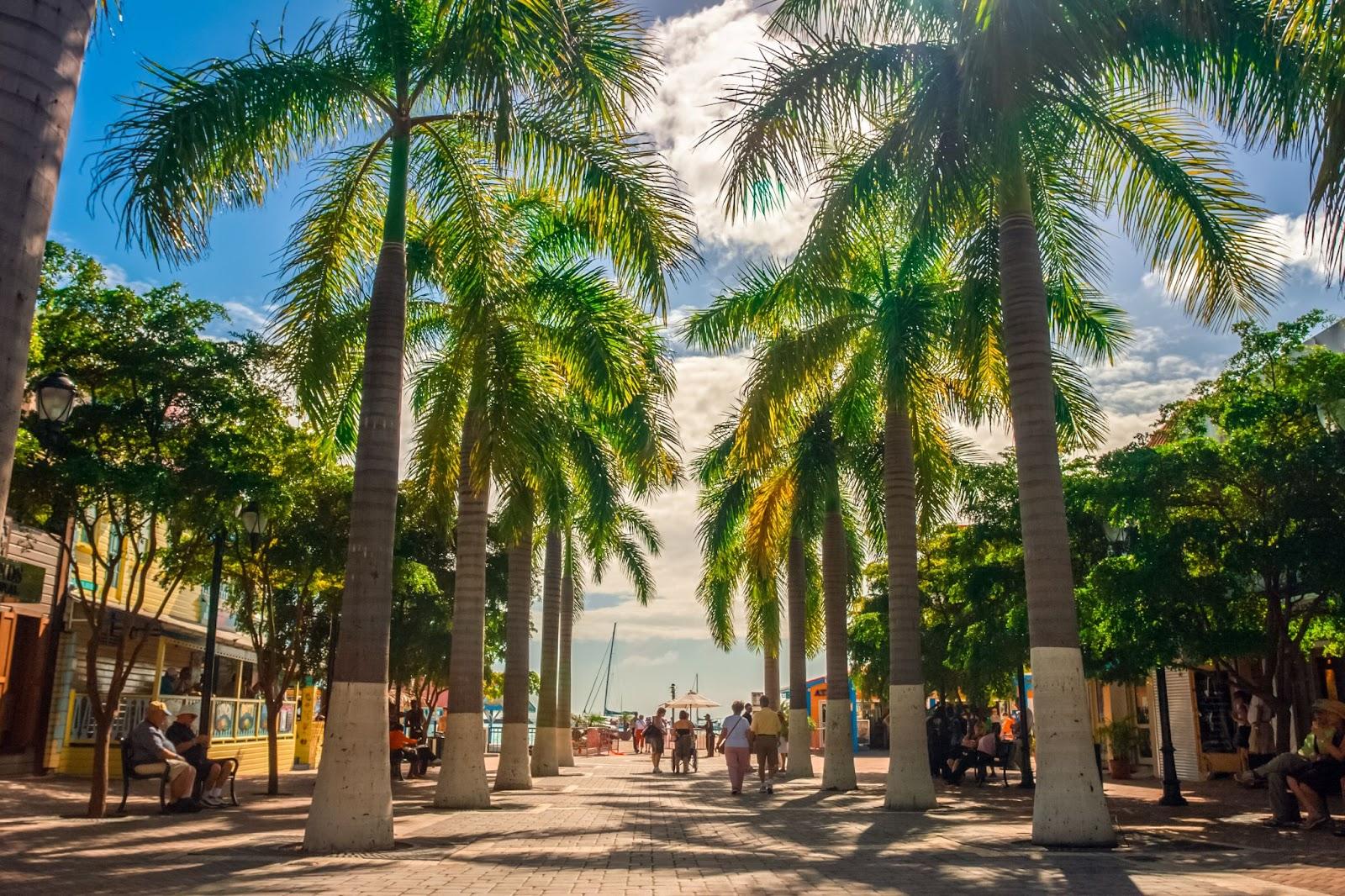 View on the main alley with green palm trees on both sides during the sunny day. Street of Philipsburg. Sint Maarten