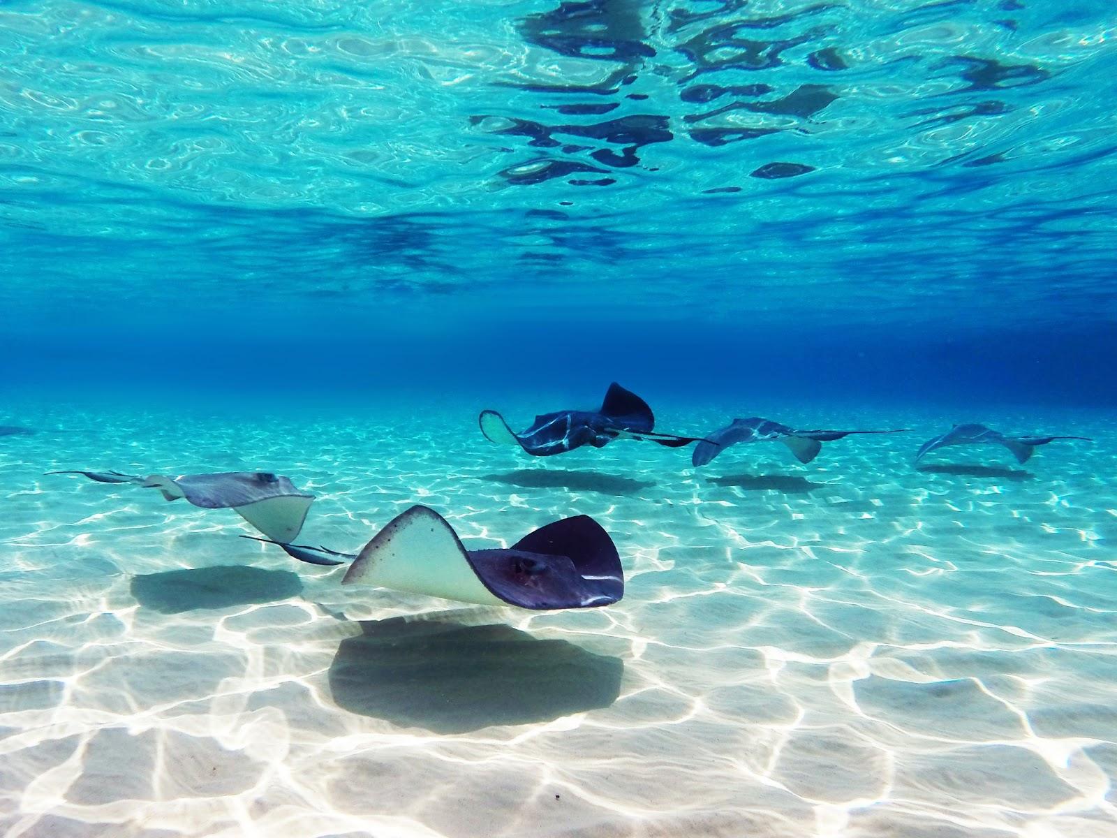 Stingrays at stingray city in Grand Cayman Islands