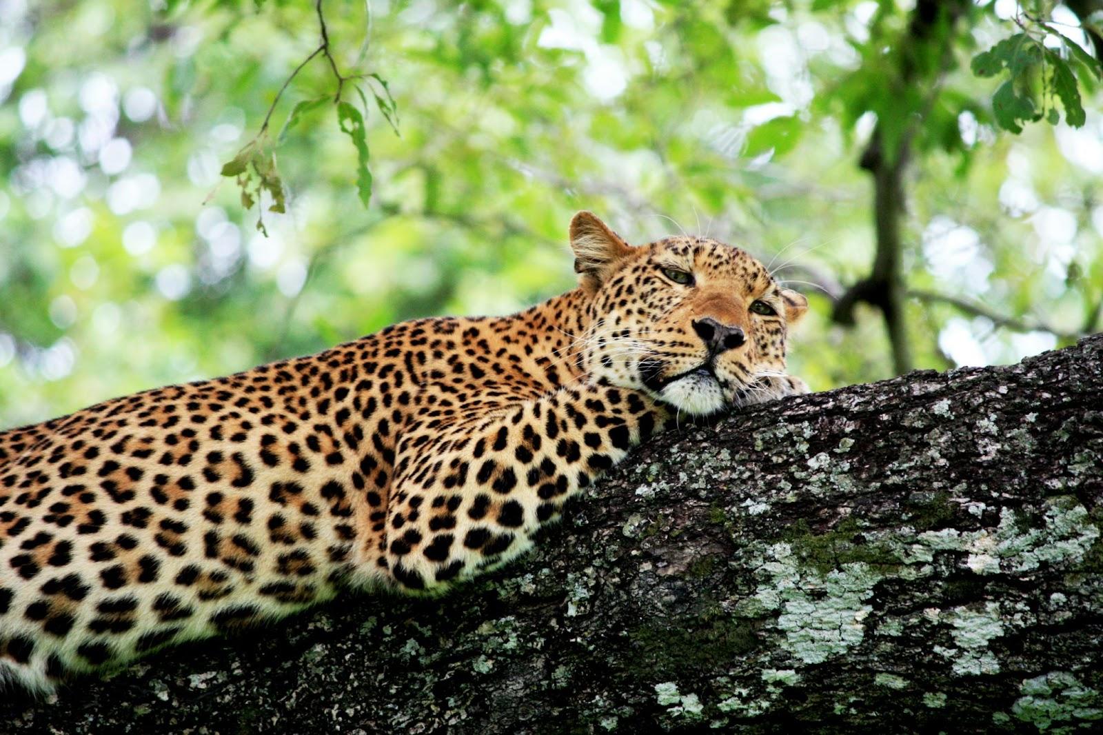 Jaguar in South Luangwa National Park, Zambia.