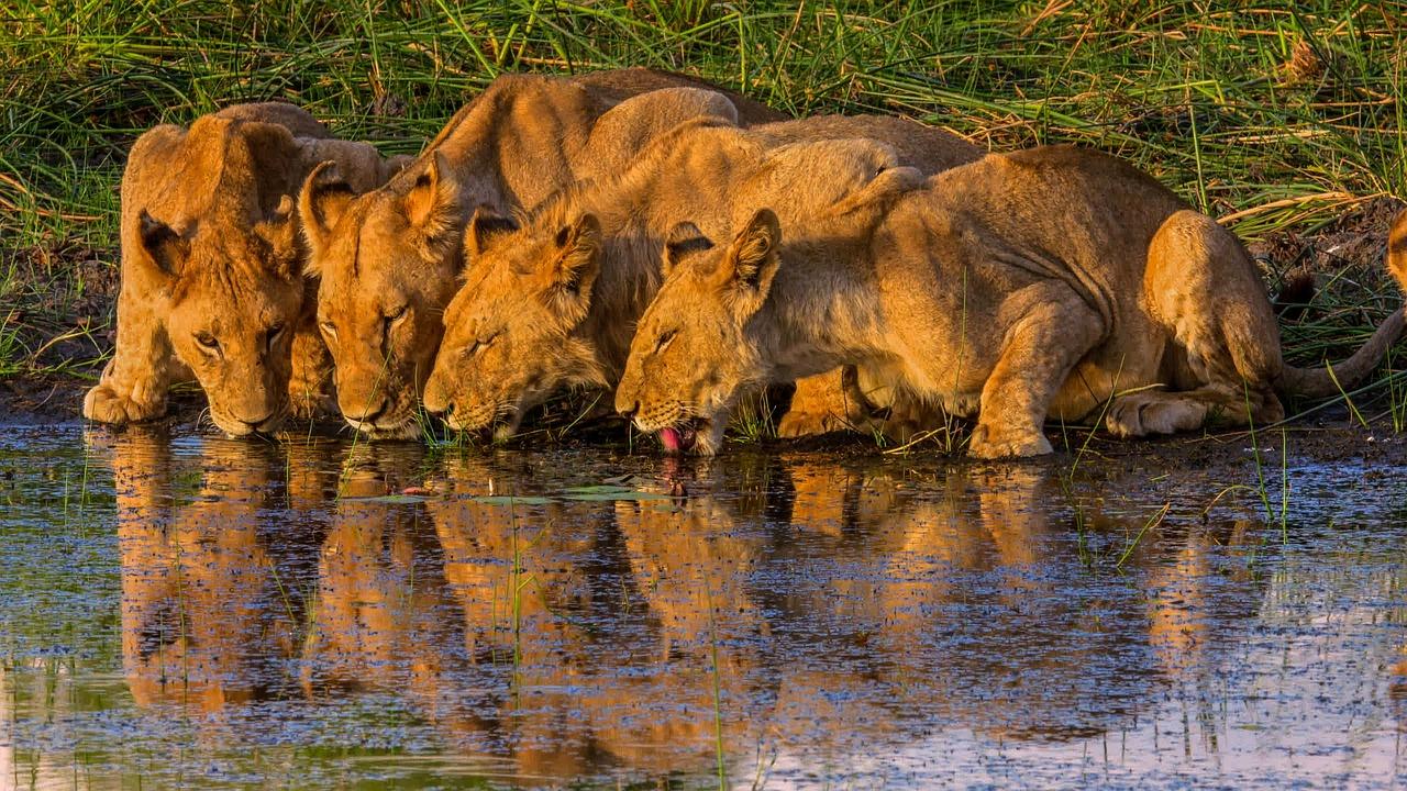 Okavango Delta lions