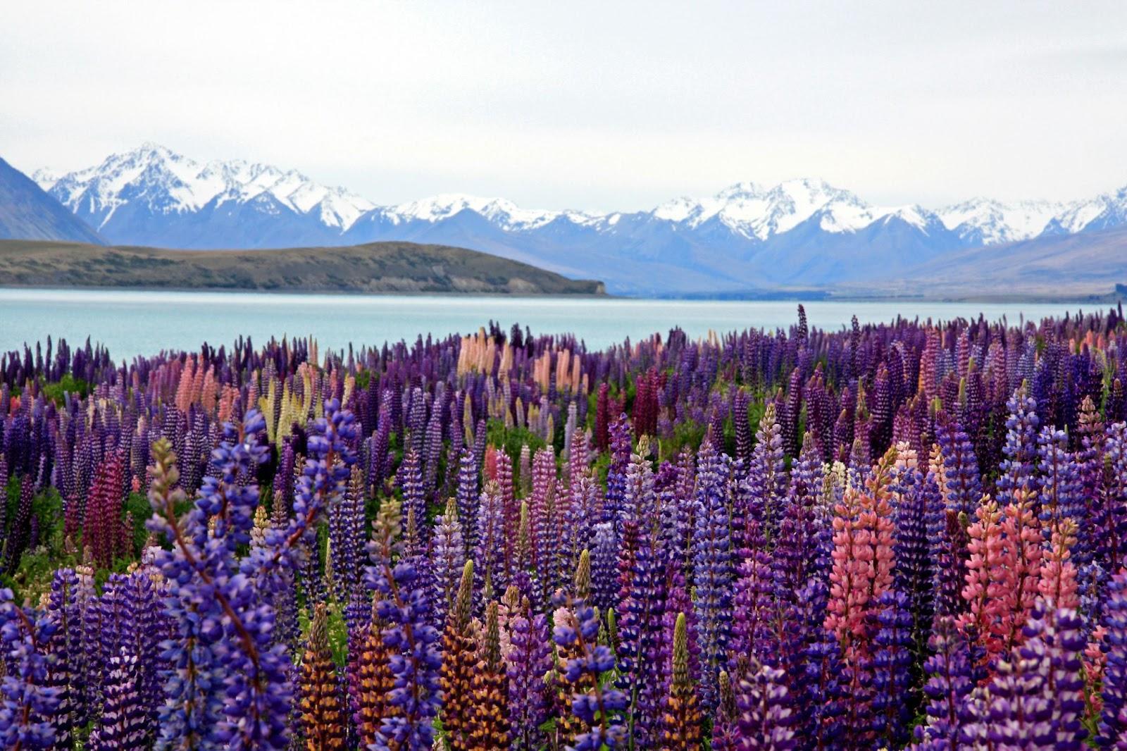 Colourful lupins put on a brilliant display on the shore of Lake Tekapo. New Zealand
