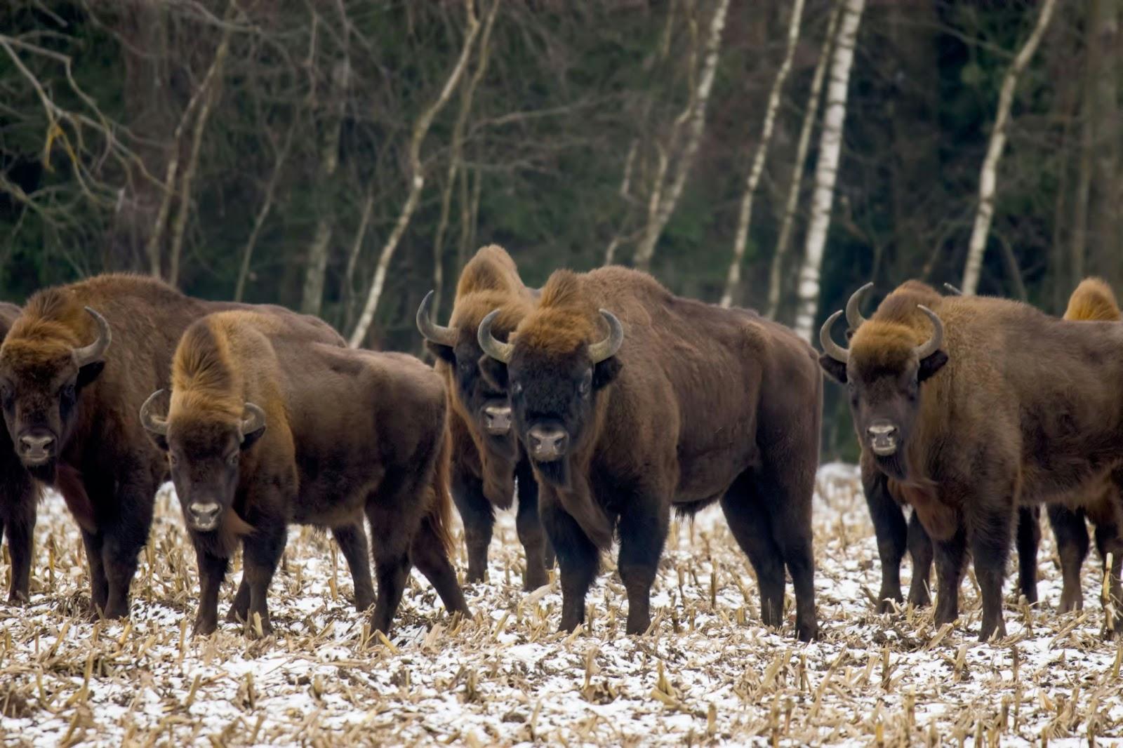 a herd of bison standing on top of a snow covered field. Polish National Park Białowieża