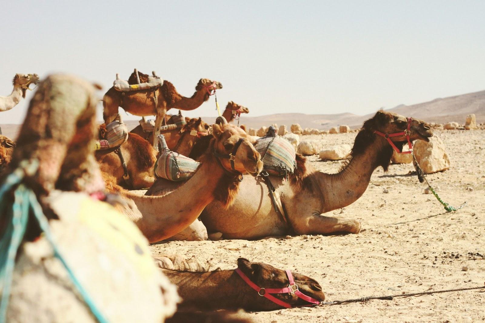 Camels resting in Negev, Israel