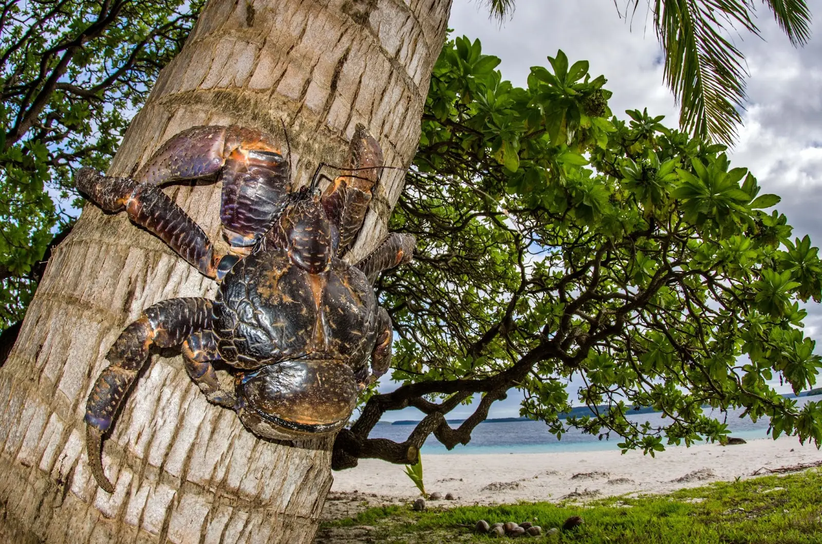 Coconut crab on Eueiki Island in Tonga