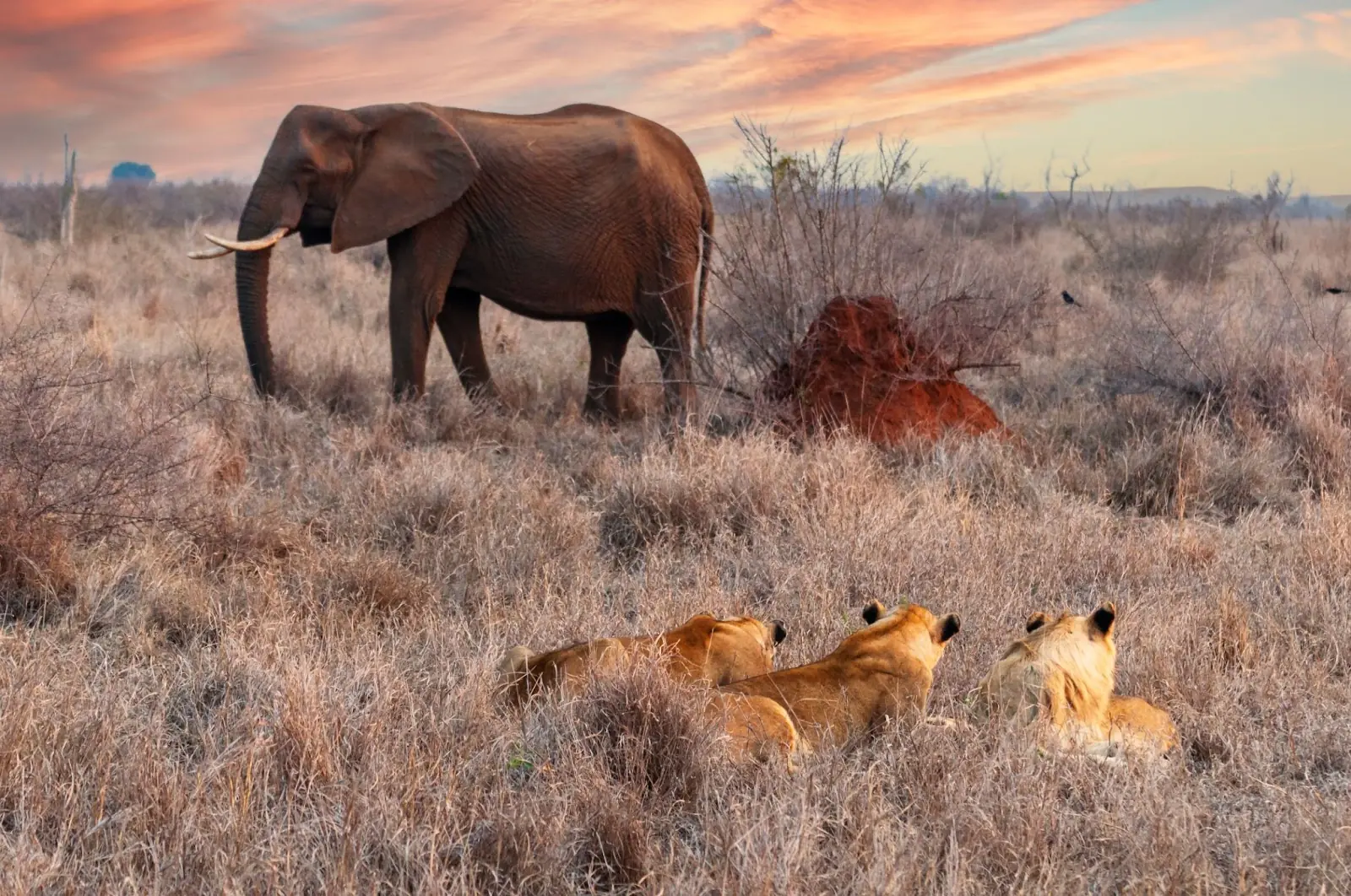 Lions hidden in the bush watching an unaware elephant passing by at sunset. Hlane National Park, Swaziland-Eswatini