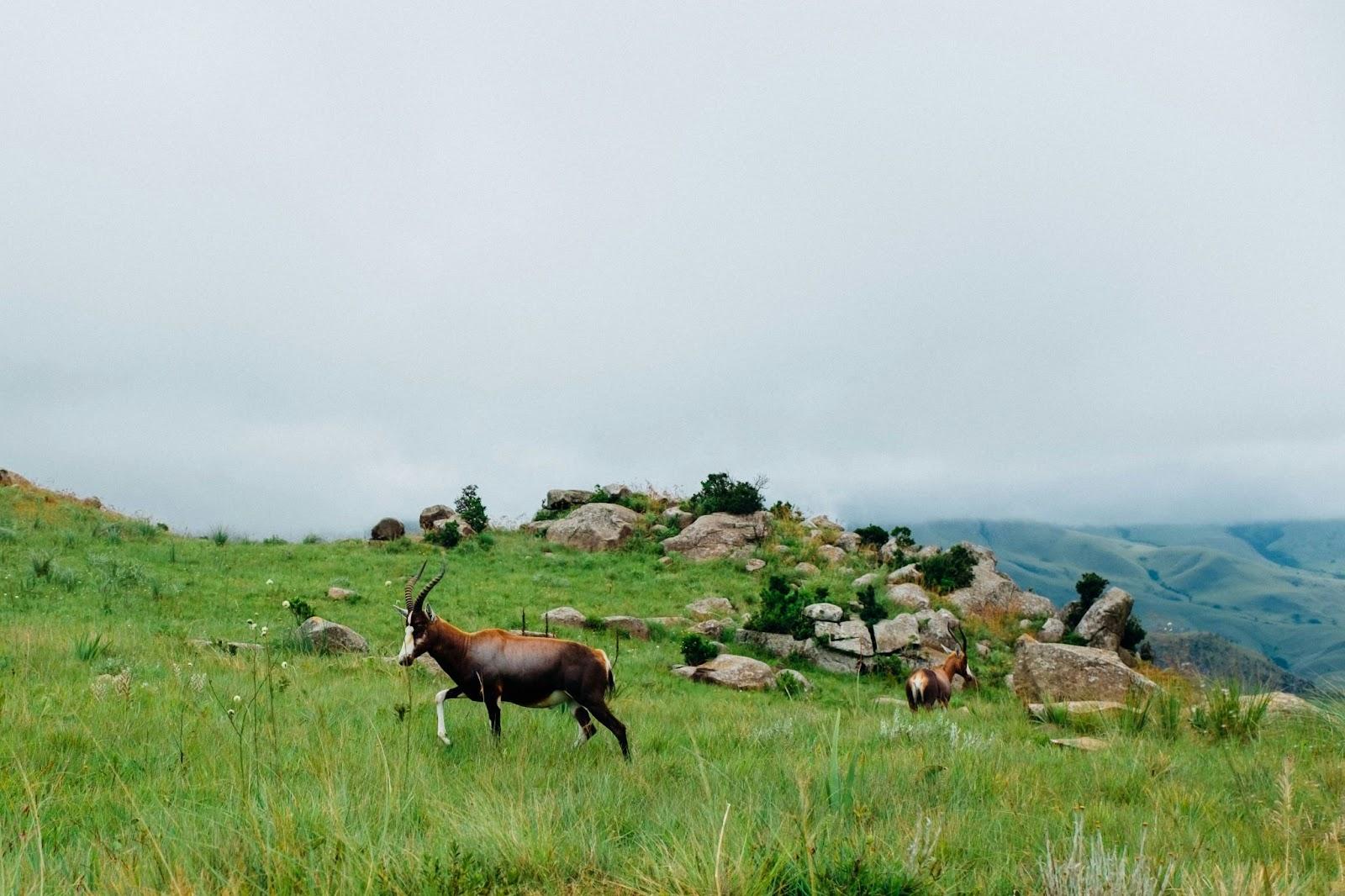Brown and white mountain goat, Swaziland National Park, Eswatini