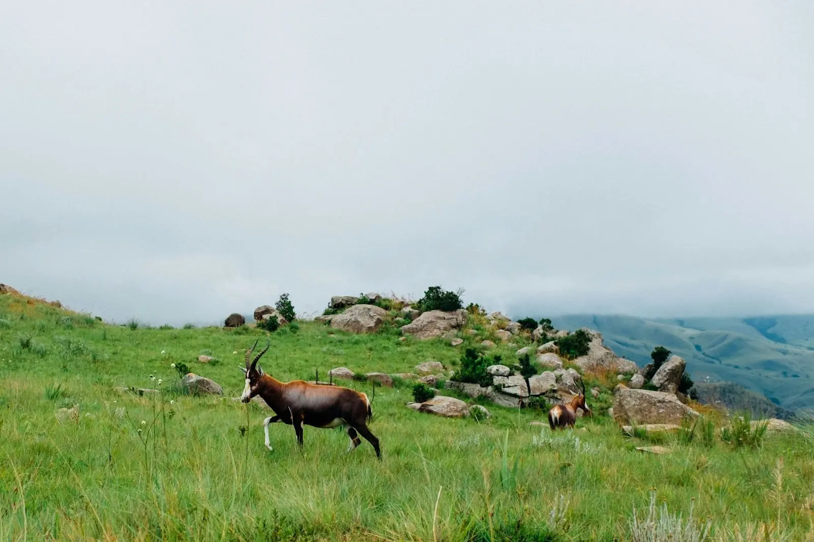 Brown and white mountain goat, Swaziland National Park, Eswatini
