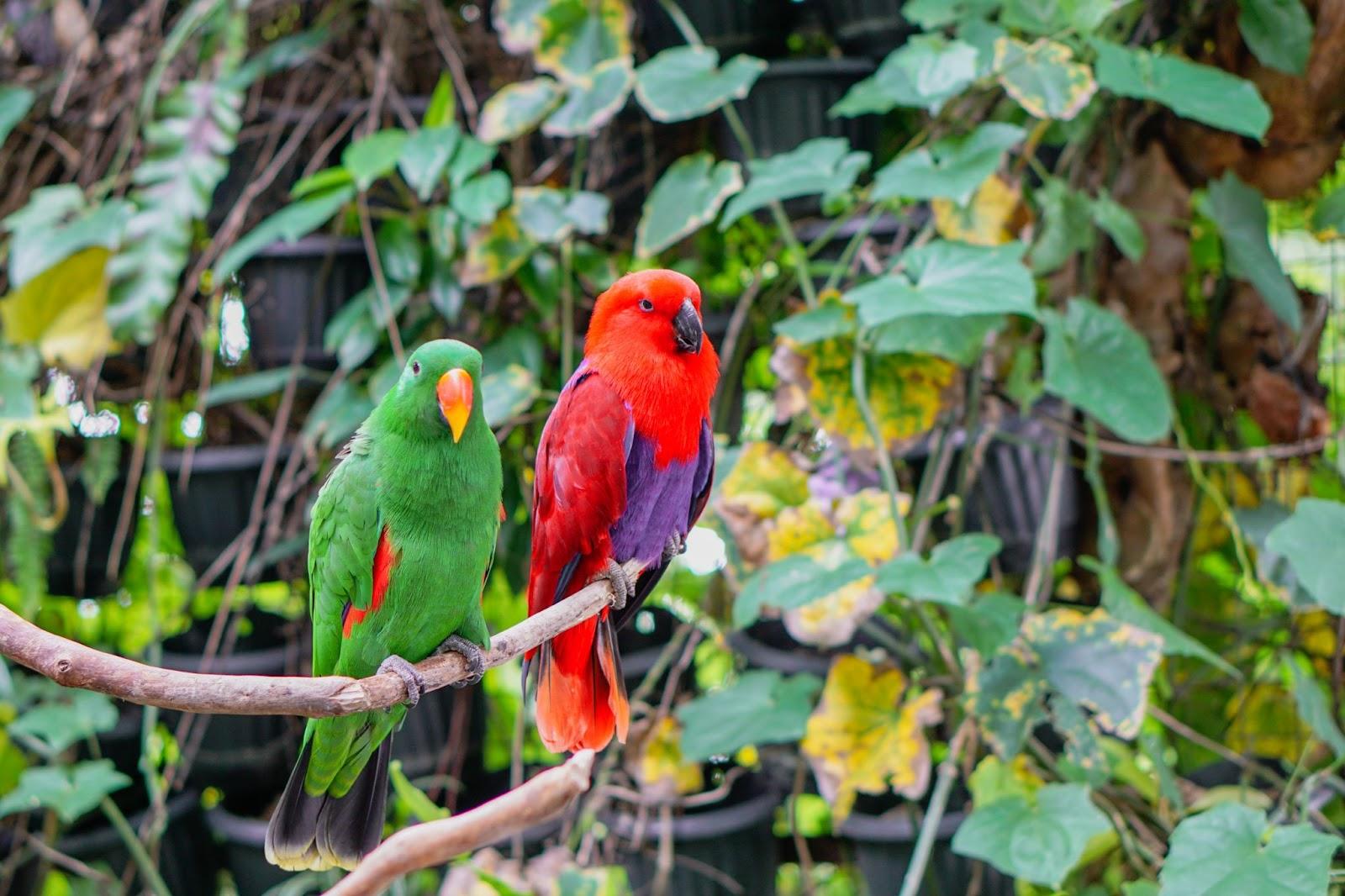 A pair of green and red eclectus parrots on a tree in the Solomon Islands