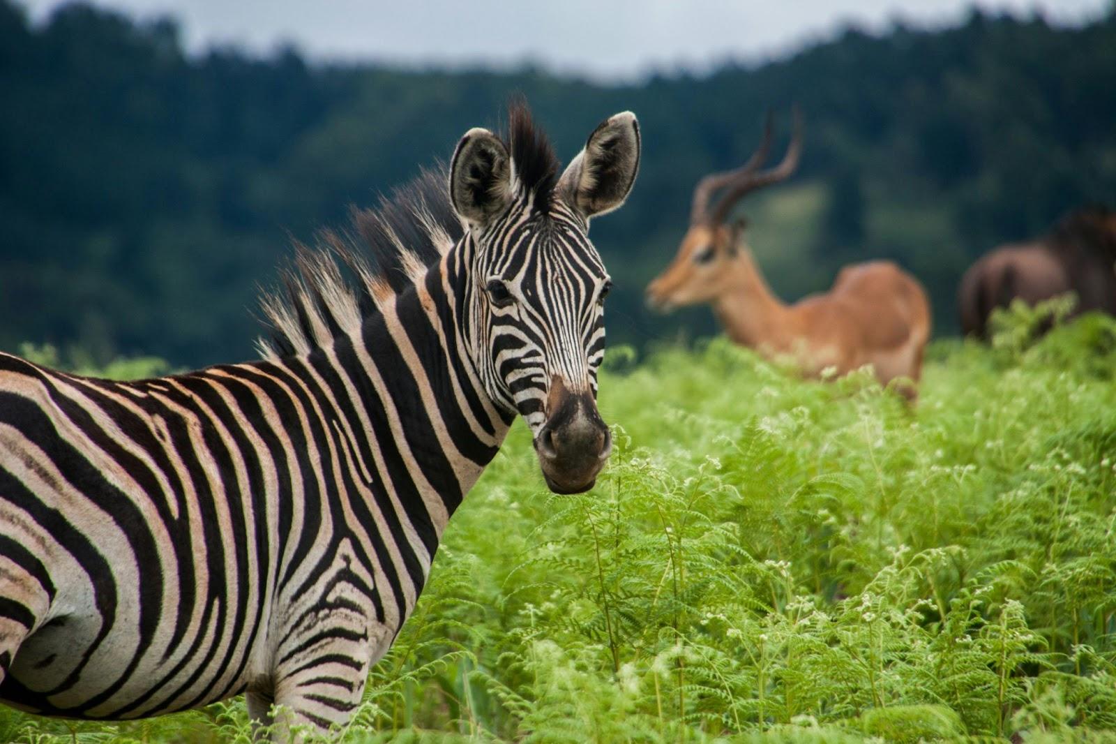 Zebra int he undergrowth Eswatini