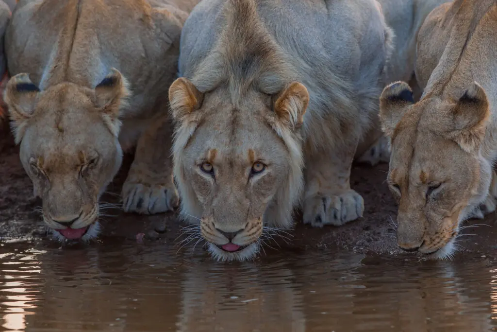 Beautiful pride - Lions of Madikwe