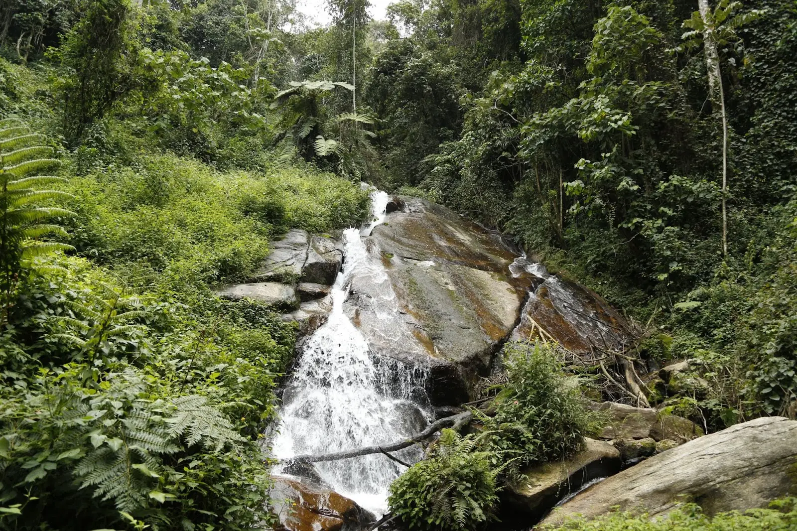 The Kibira National Park