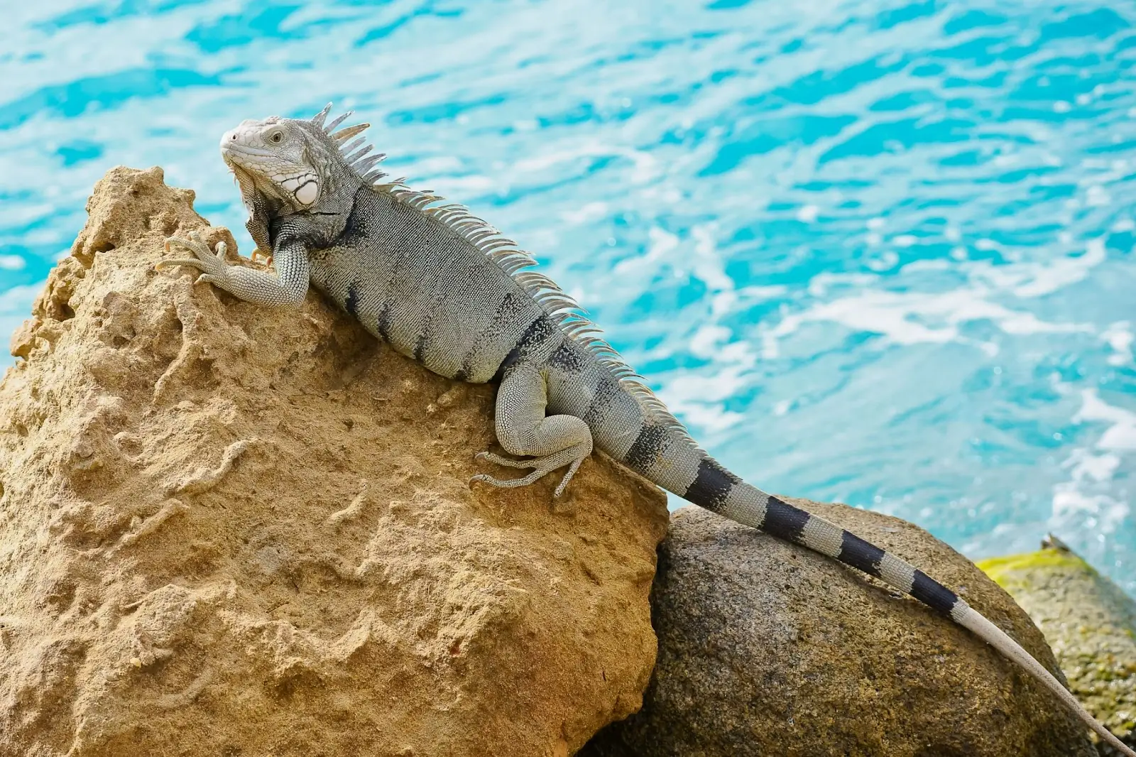 Green iguana on rocky beach Aruba