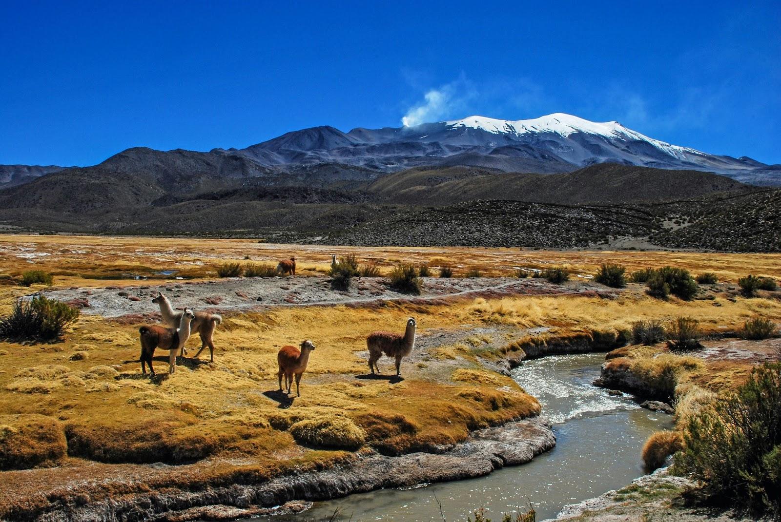 Wild Llamas in front of a mountain range 