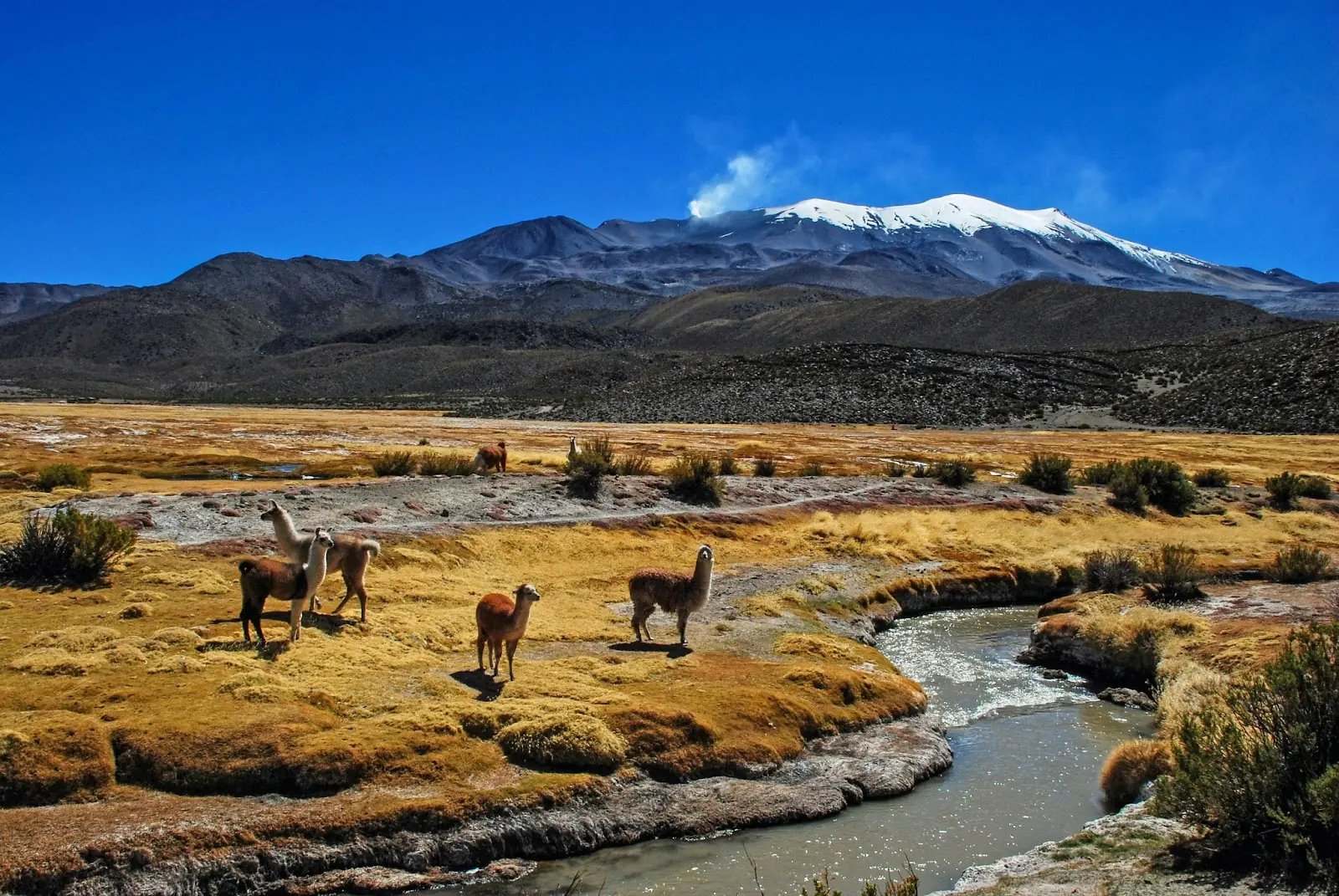 Wild Llamas in front of a mountain range 