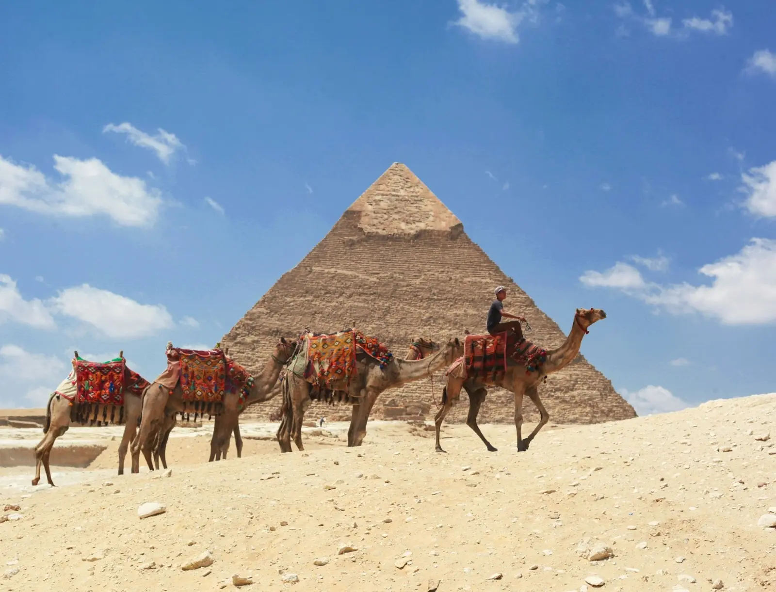 an Egyptian rider with four camels trekking