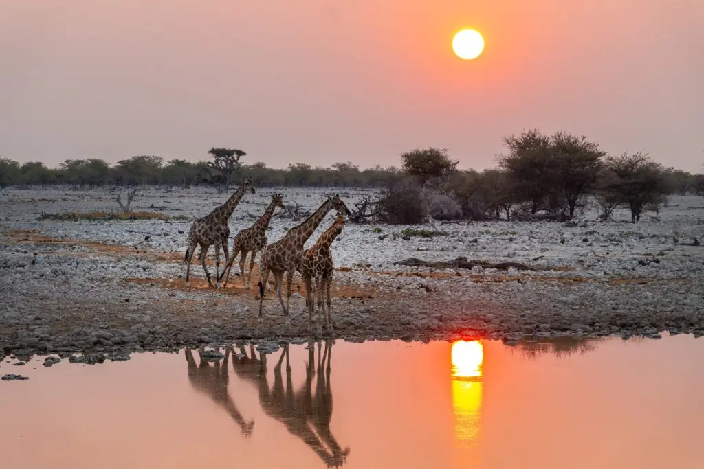 Giraffes at Okaukuejo waterhole in Etosha National Park