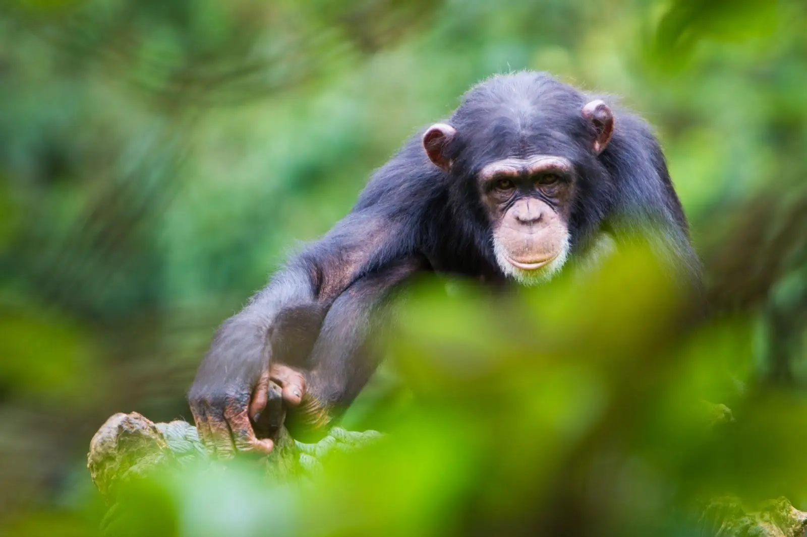 Chimpanzee in Sierra Leone